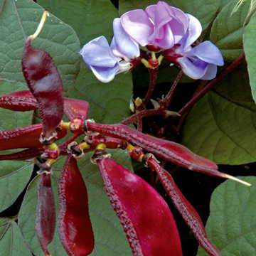 Hyacinth Bean Seeds